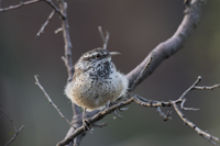 Cactus Wren 5864